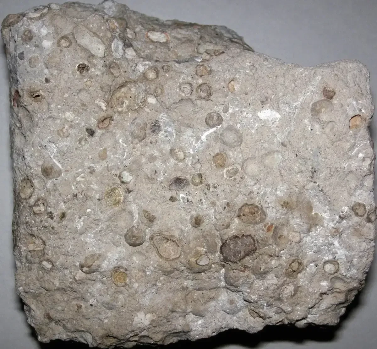 Pisolitic bauxite (Alcoa Bauxite Mine, Arkansas, USA) 1 — Bauxite, Arkansas