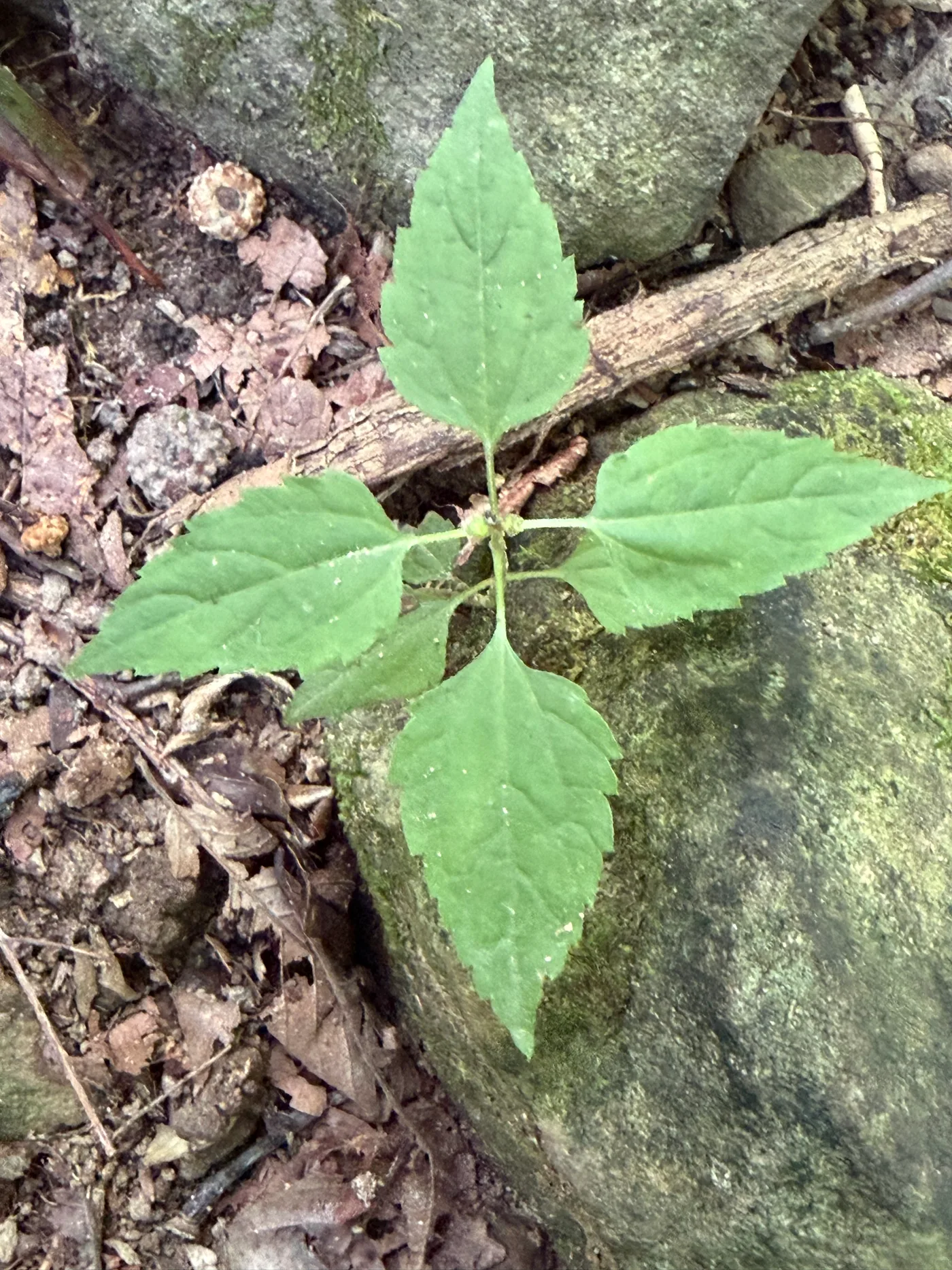 A wild four-leaf plant on the Arkansas forest floor, its leaves set in a cross like the 4th Infantry Division ivy