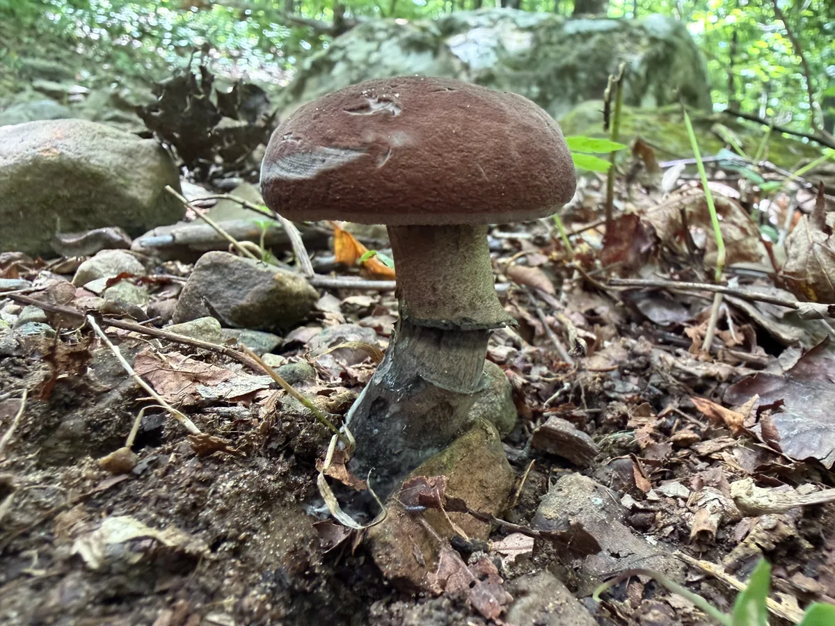 A wild mushroom growing on the shaded forest floor near the summit of Mount Magazine in Arkansas