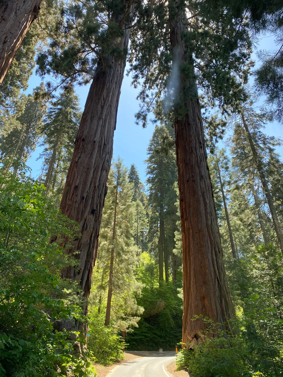 Giant sequoia trees towering overhead in Sequoia National Park, California, where the mountain air stays cool